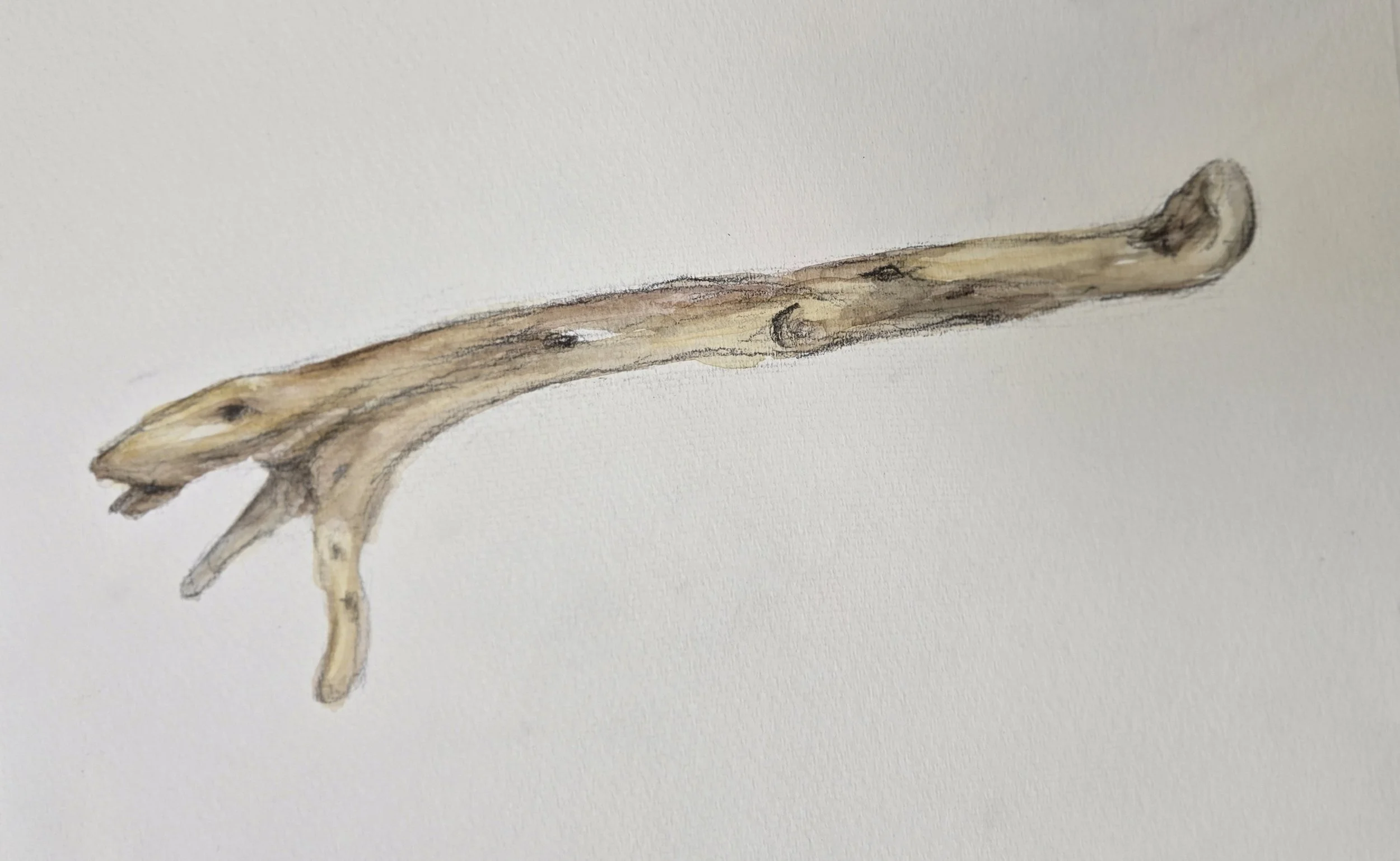 "Salamander Wood"
Watercolor on paper
9" x 12"
(Available)