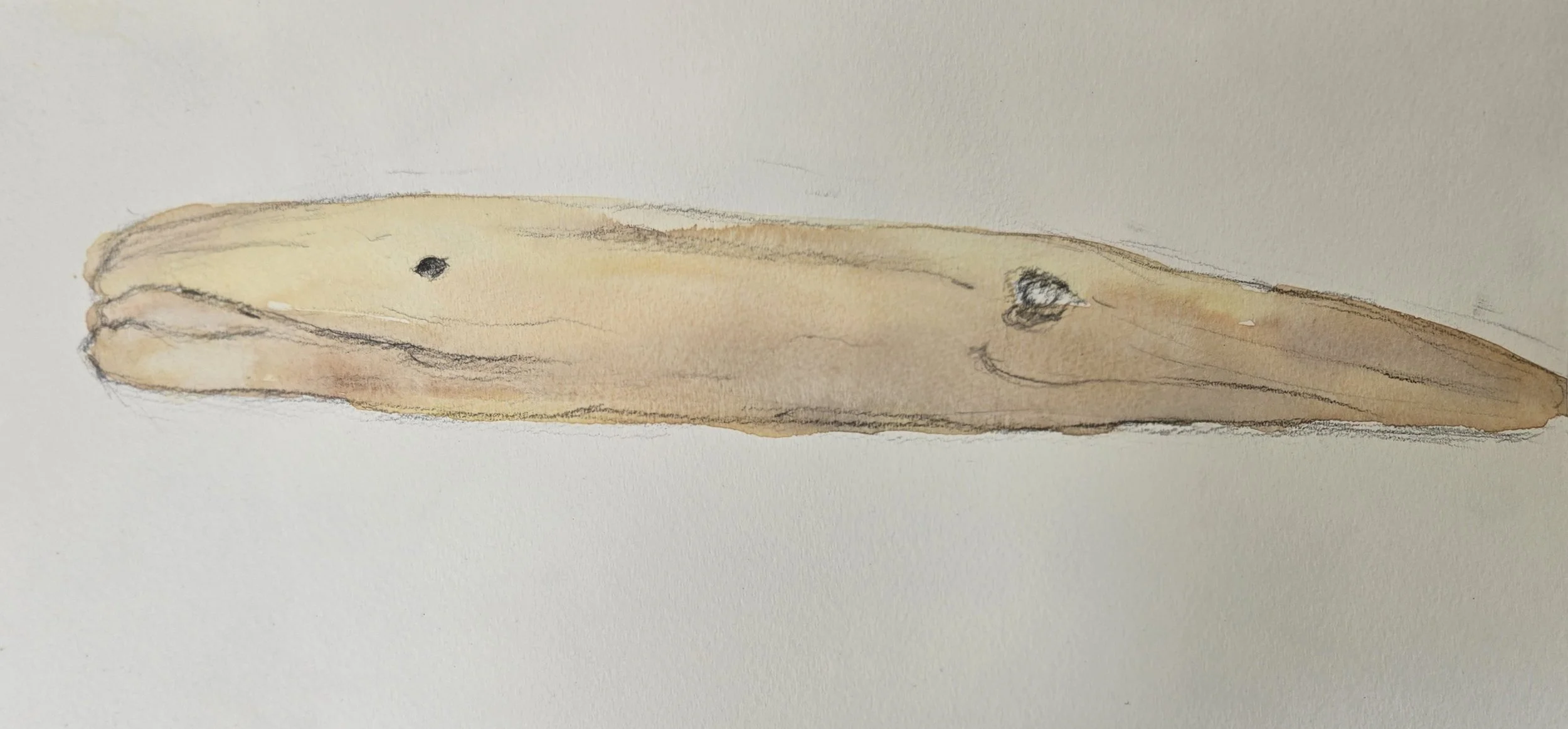 "Two Headed Wood"
Watercolor on paper
6" x 15"
(Available)