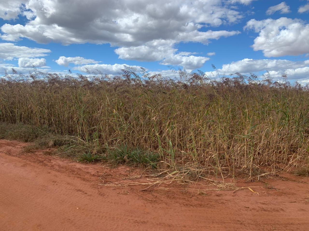 Pasto Sudán sembrado en la línea post-soja, con el objetivo de producir paja y semilla.