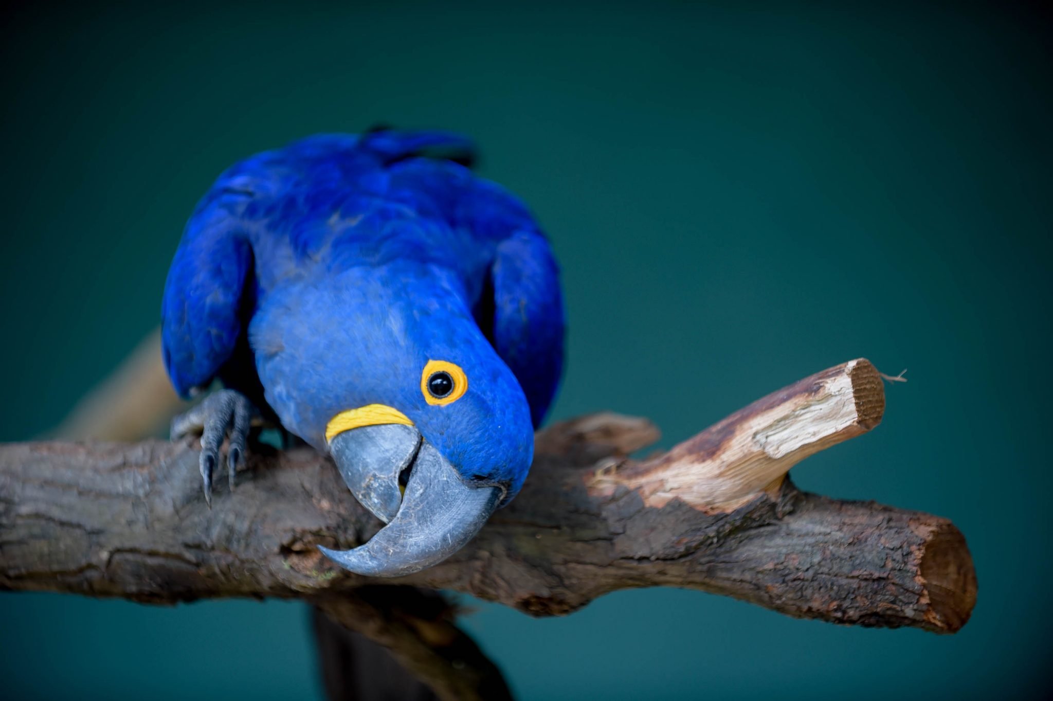 seleçãonatural-Casal-Arara-Azul-Zoológico-Guarulhos_Foto_Fabio-Nunes-Teixeira-36-2048x1363.jpg