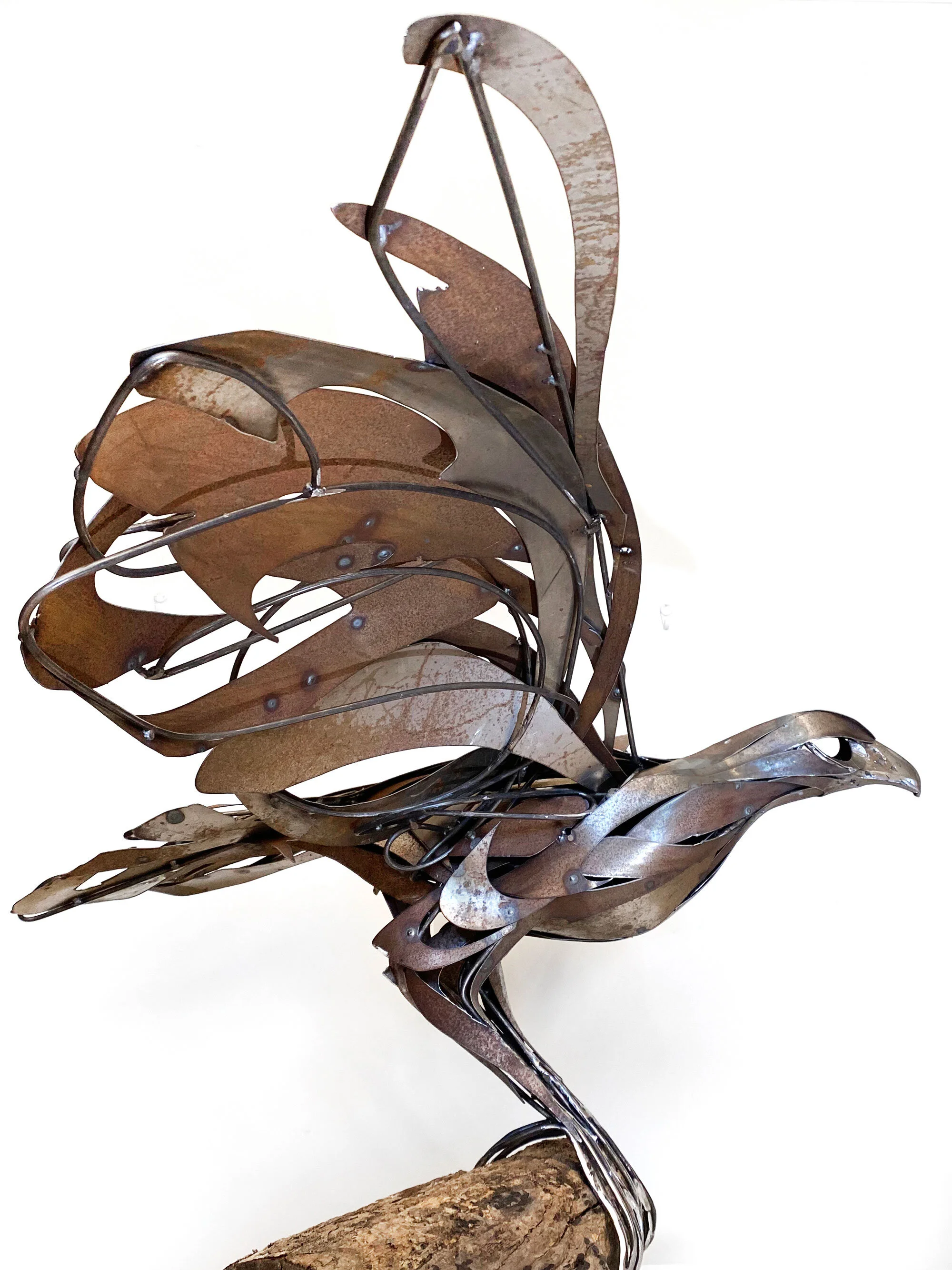 Wedge-tailed-eagle_Georgie-Seccull_1_web.jpg