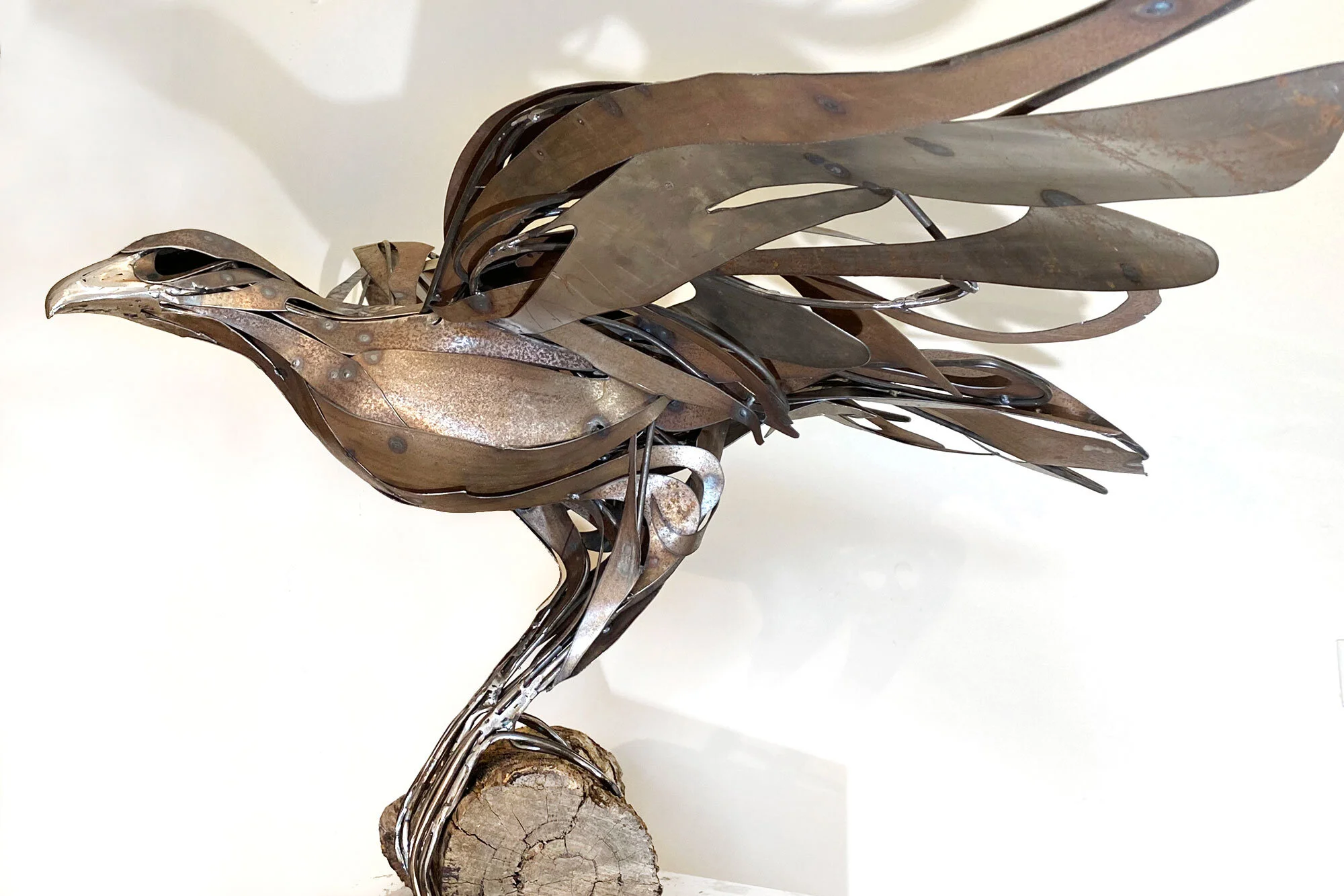 Wedge-tailed-eagle_Georgie-Seccull_5_web.jpg