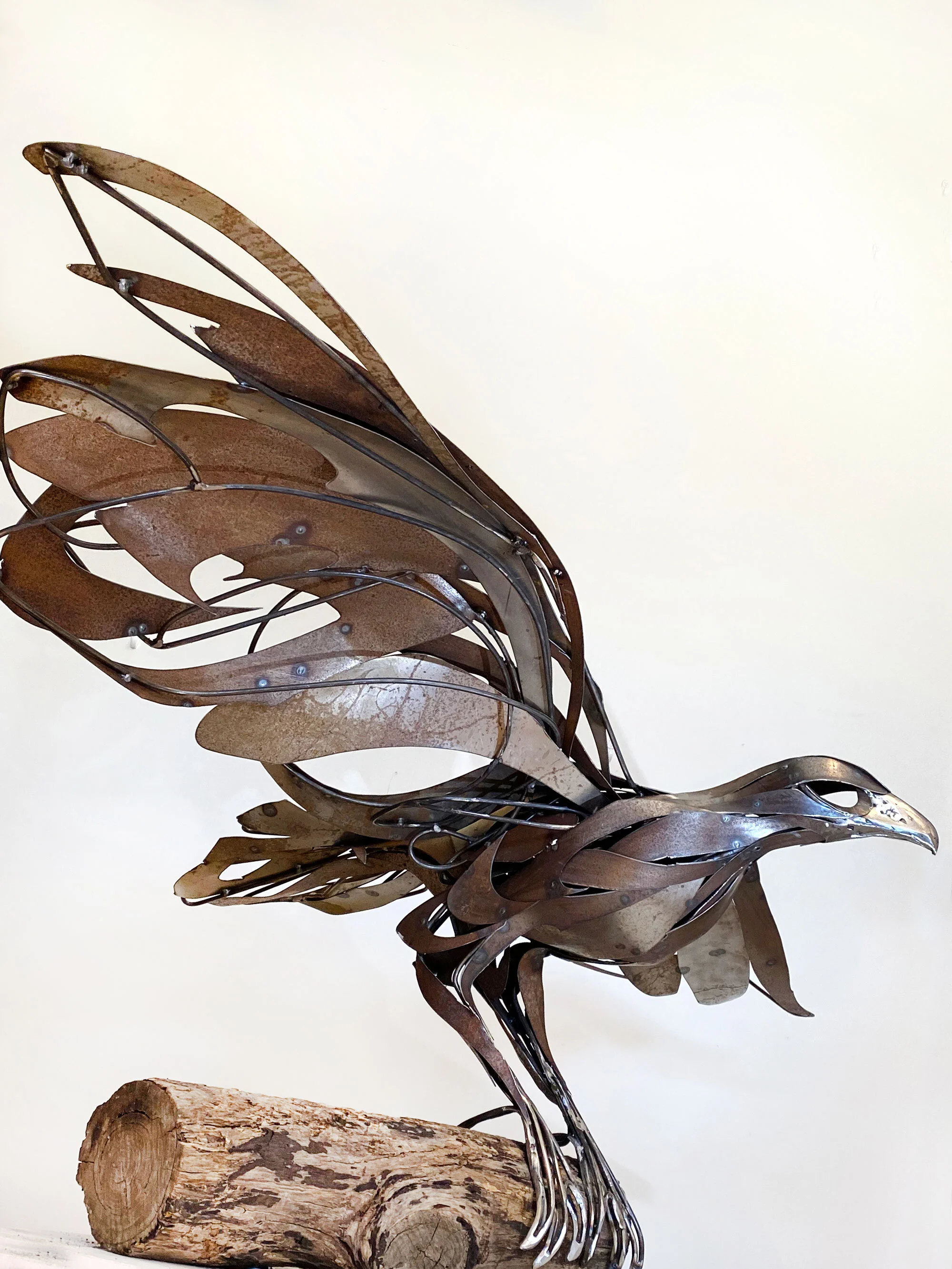 Wedge-tailed-eagle_Georgie-Seccull_7_web.jpg