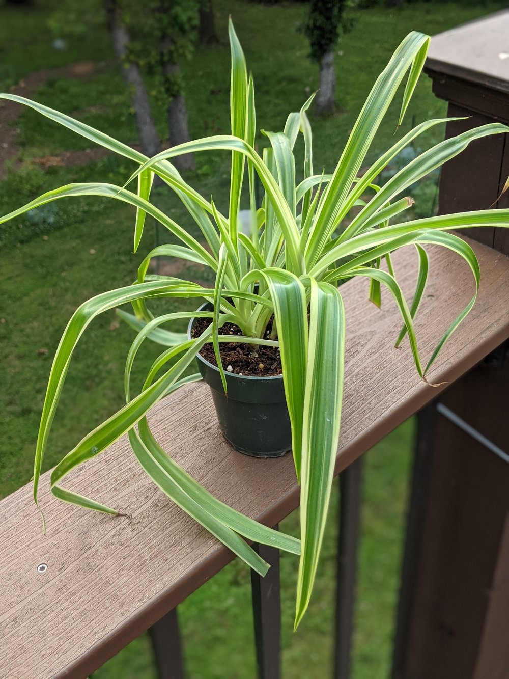 Spider Plant - Reverse Variegated – Tristar Plants