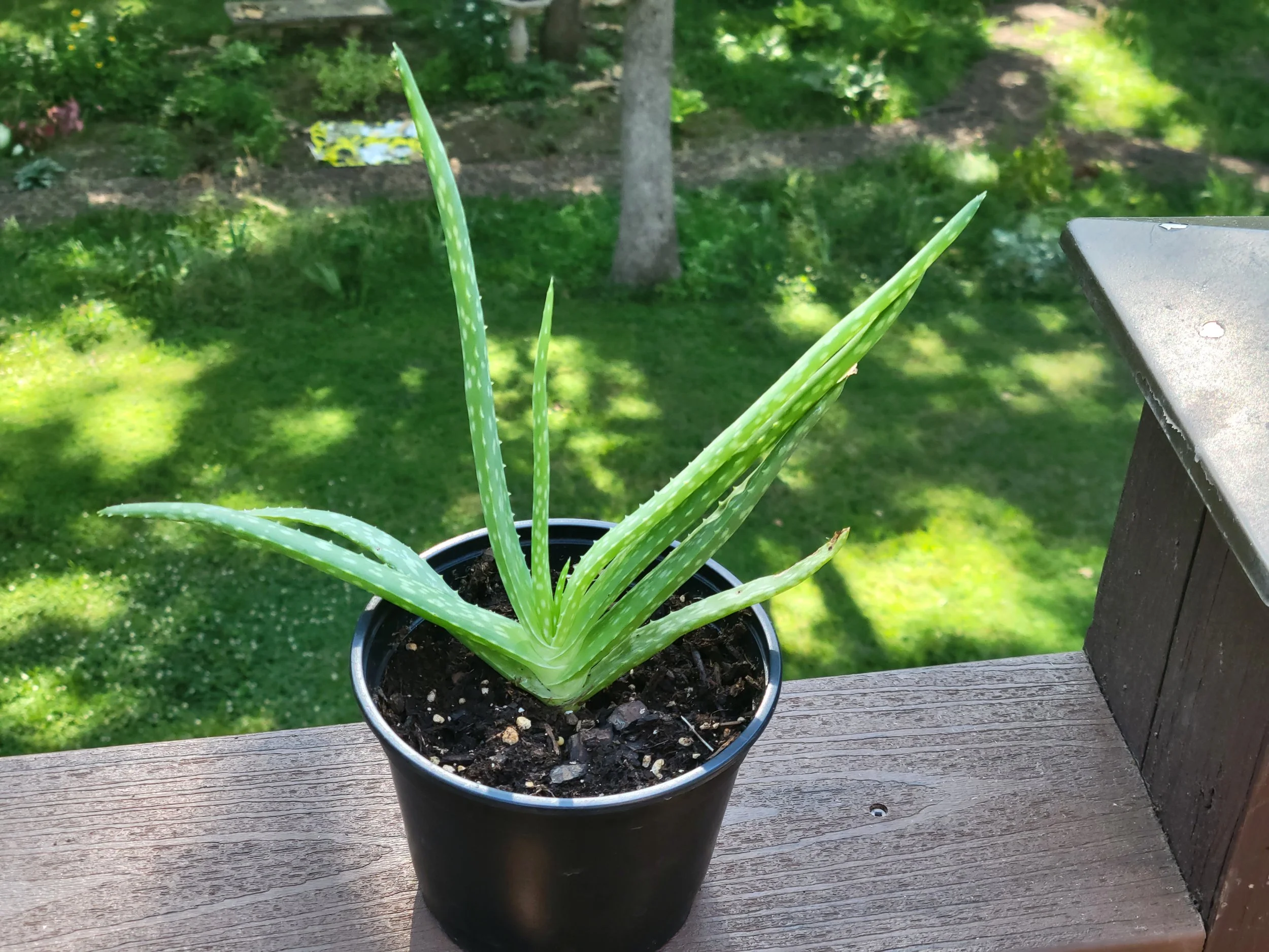 Aloe Vera (Aloe Barbadensis 'Miller') - Operation: Greenthumb  Operation:  Greenthumb