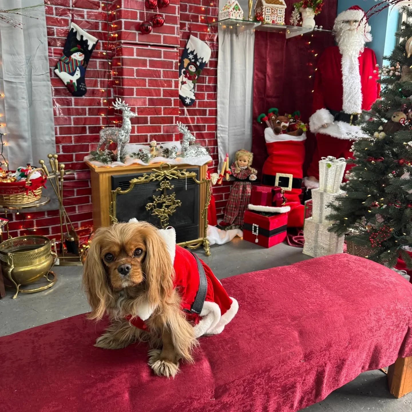 Santa Charlee is in the house today. Come pet the #shopdog #lasvegasshopping #mydtlv #artsdistrictlv #merrychristmas