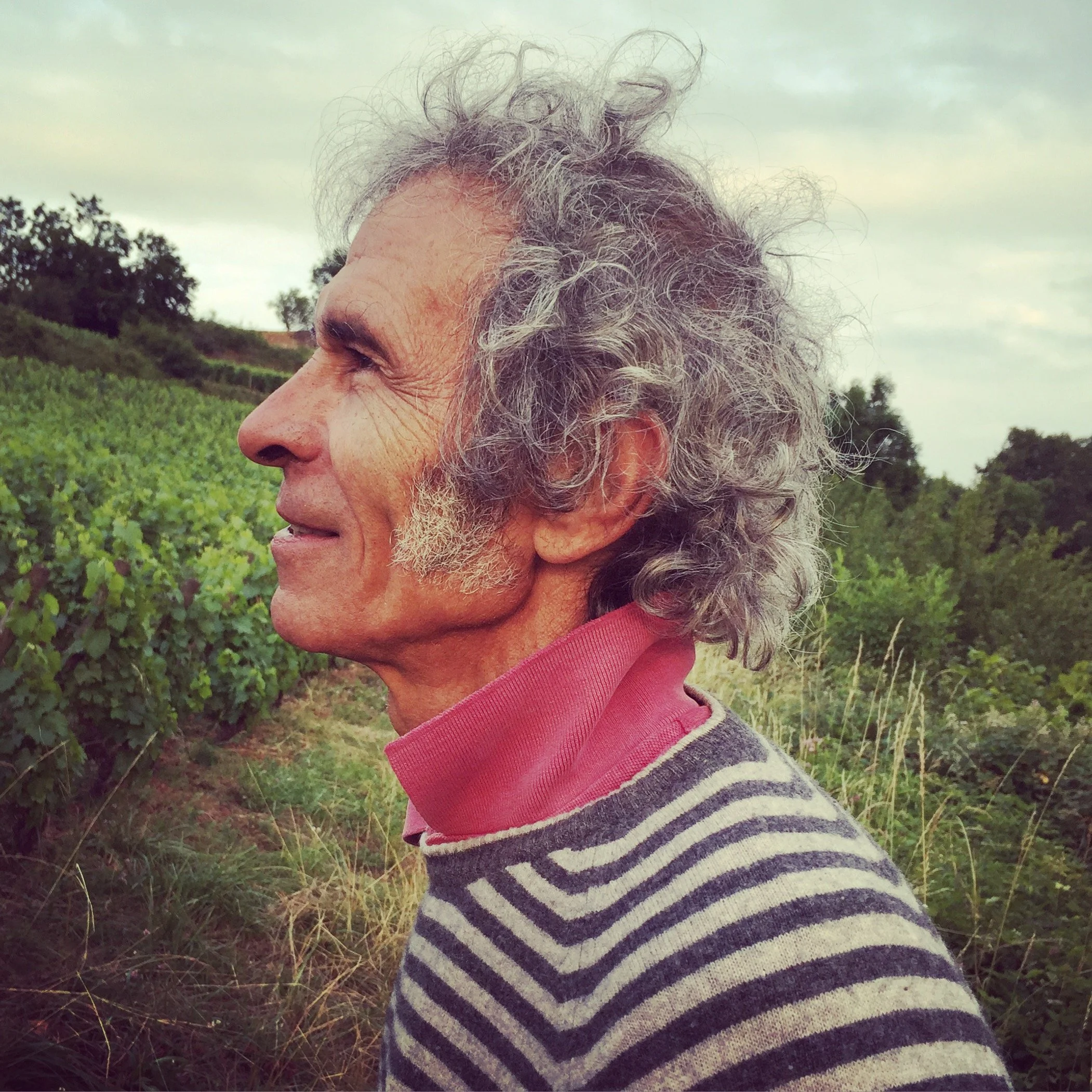 Morel Info — Vinous Solutions