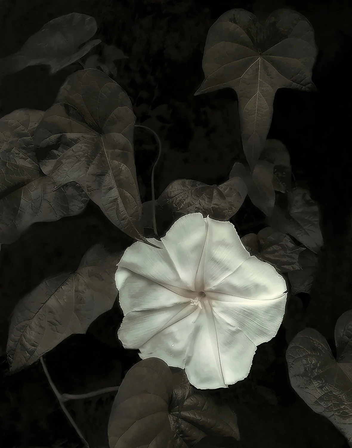 2020 Moonflower was selected for the PhotoPlace Gallery “Botanical” exhibit in Middleburg, Vermont, judged by Lee Anne White.