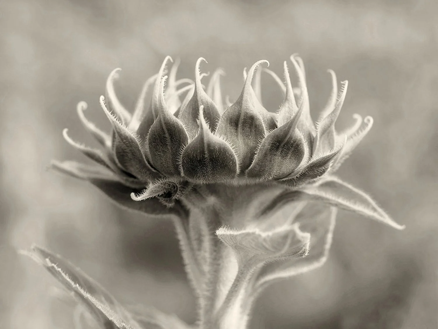 sunflower petals