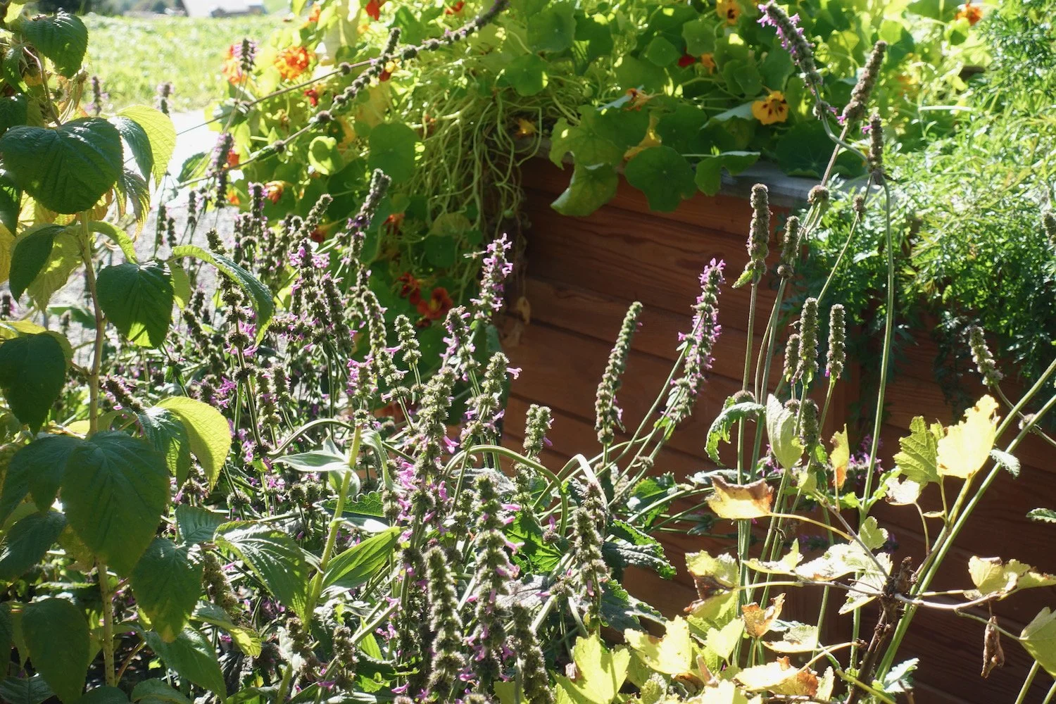 Gartengestaltung_Augenblicke_Traumgärten42.jpeg