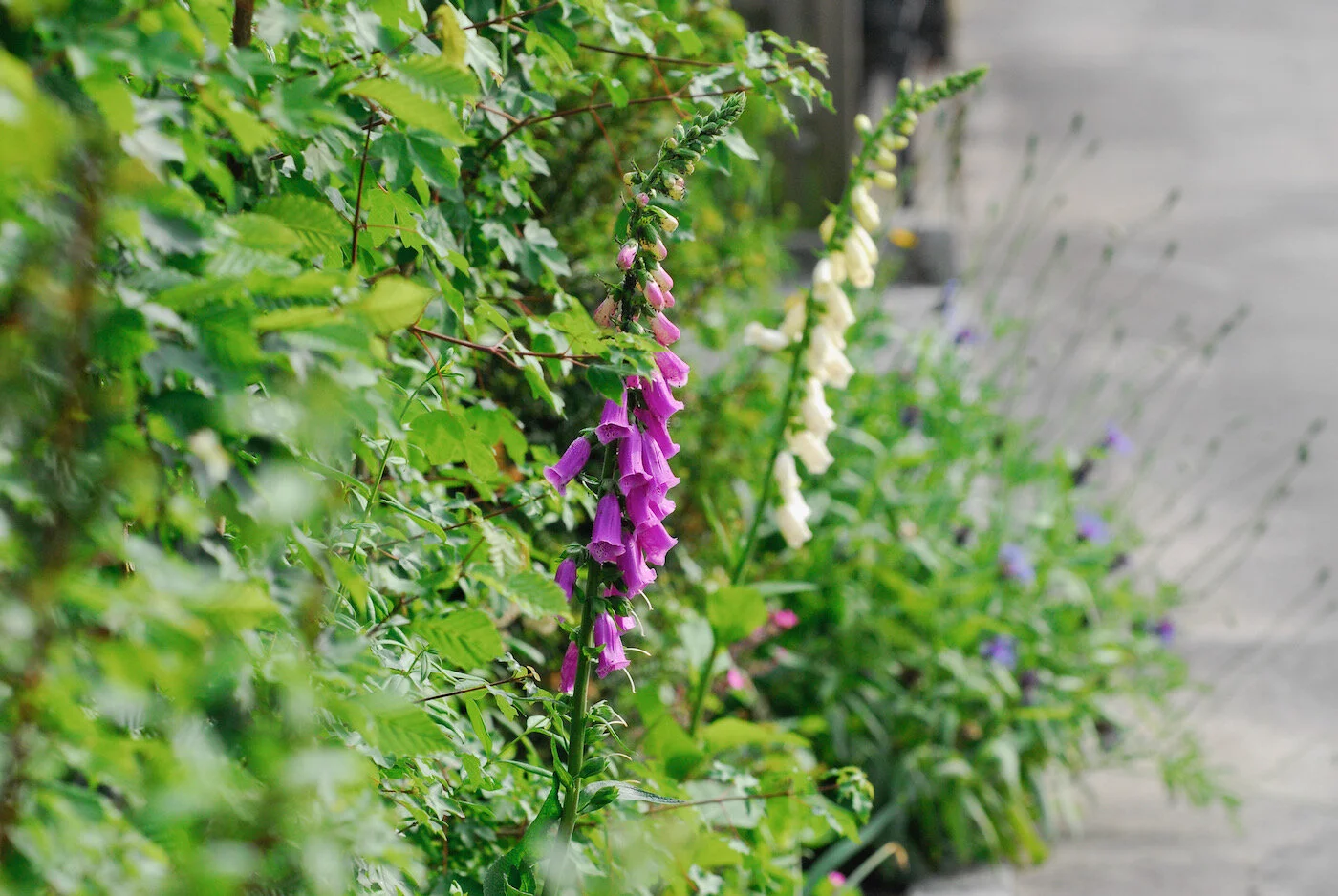 Mark Fetzer Gartengestaltung - 12.jpeg