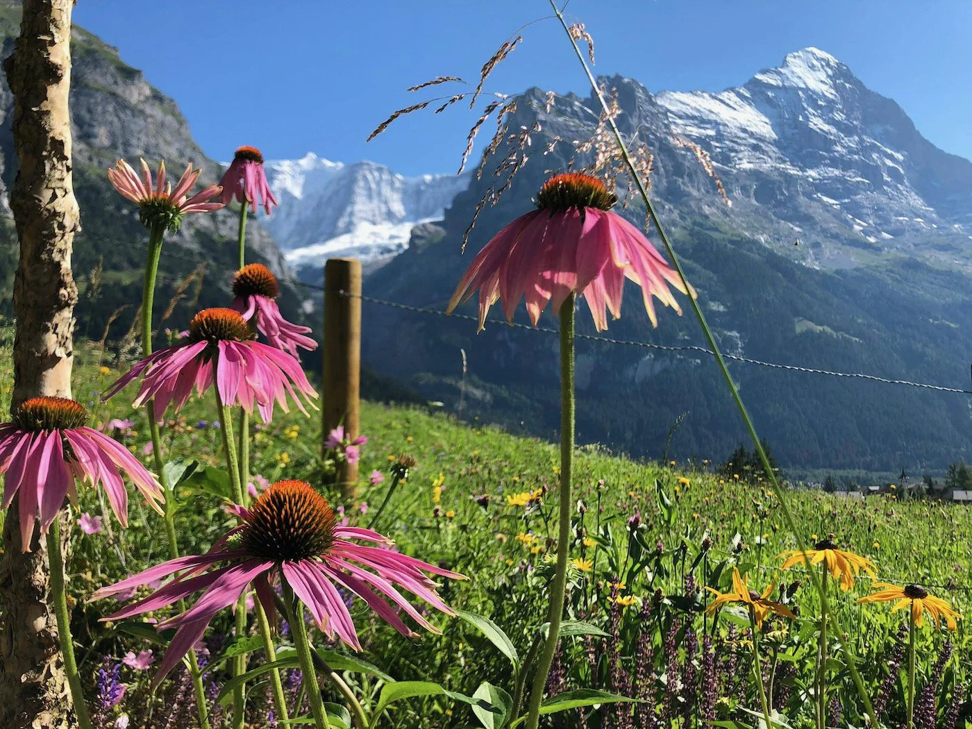 Gartengestaltung_Gärten Berner Oberland_naturnah3.jpeg