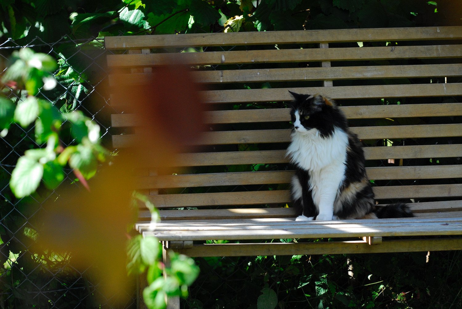 Gartengestaltung_Gärten Berner Oberland_naturnah18.jpeg