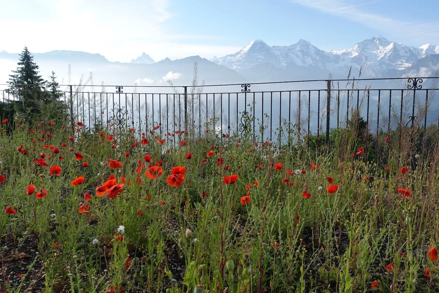 Mark Fetzer Gartengestaltung - 1 (6).jpeg