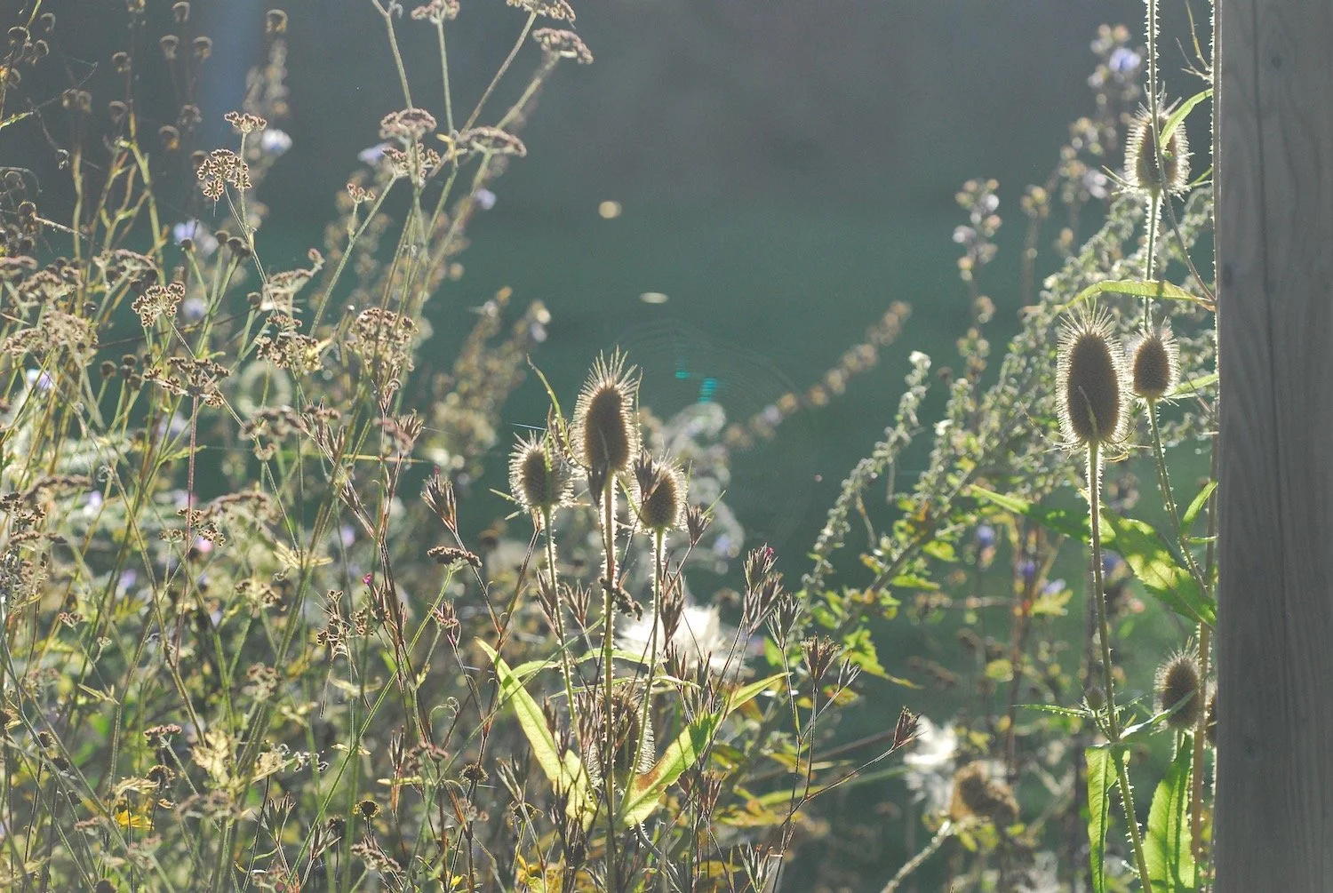 Mark Fetzer Gartengestaltung - 12.jpeg
