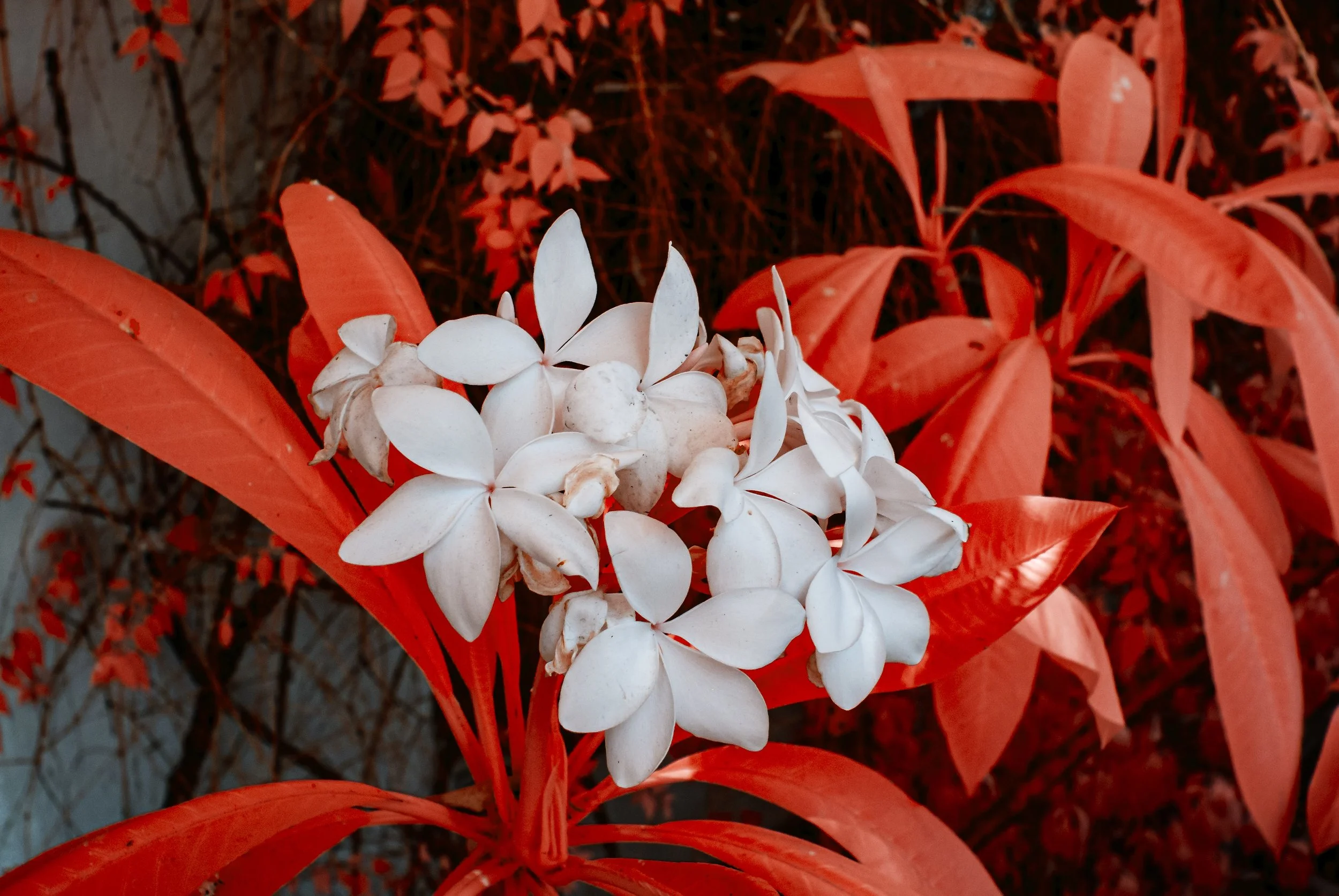 IR_06.jpg