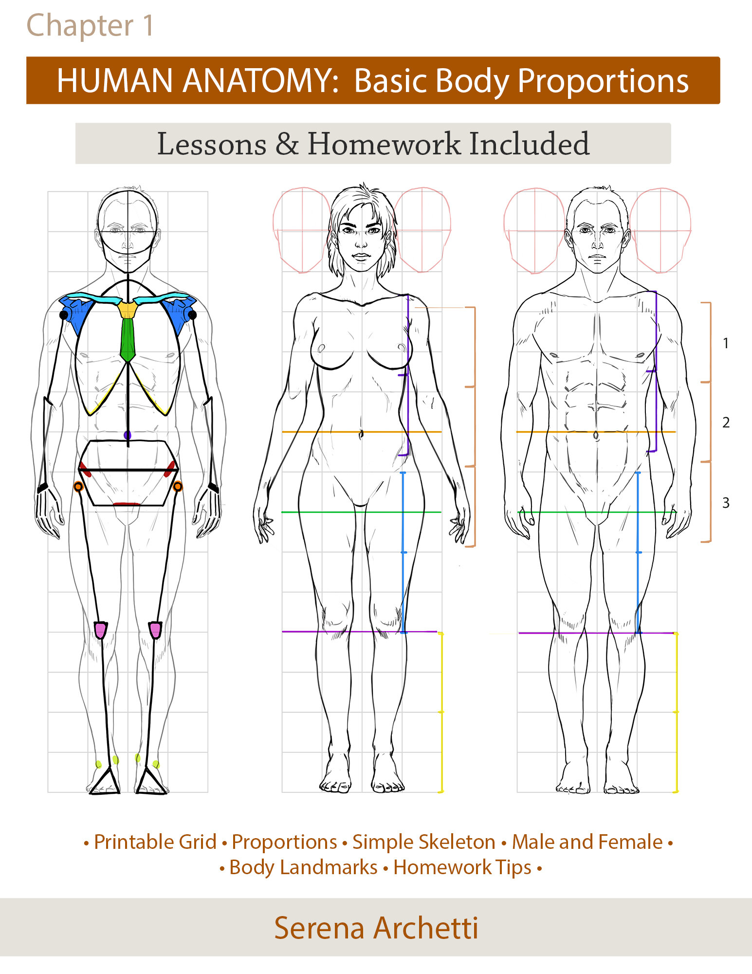 Human Anatomy: Body Proportions Tutorial — Serena Archetti