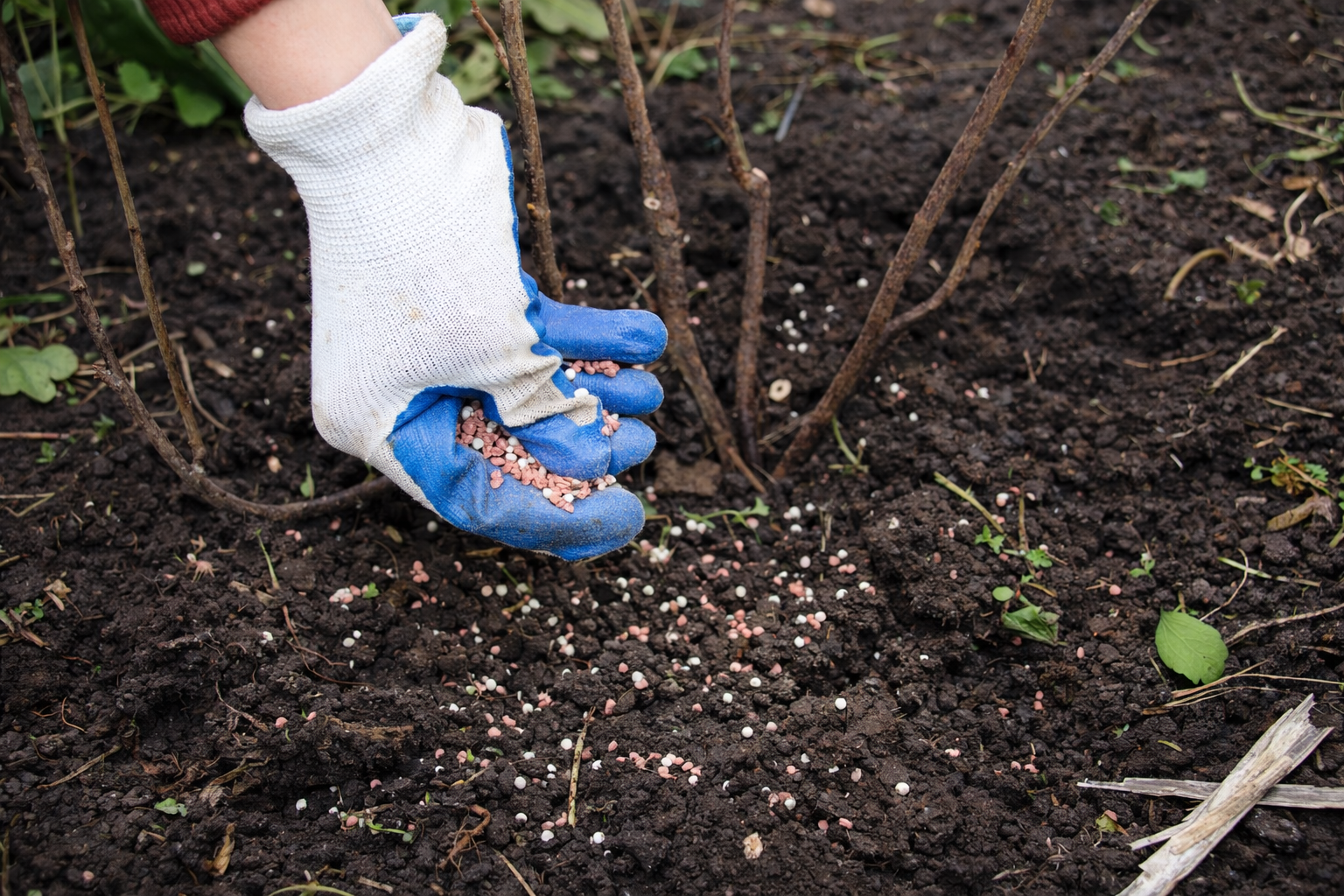 Plant Health & Seasonal Maintenance