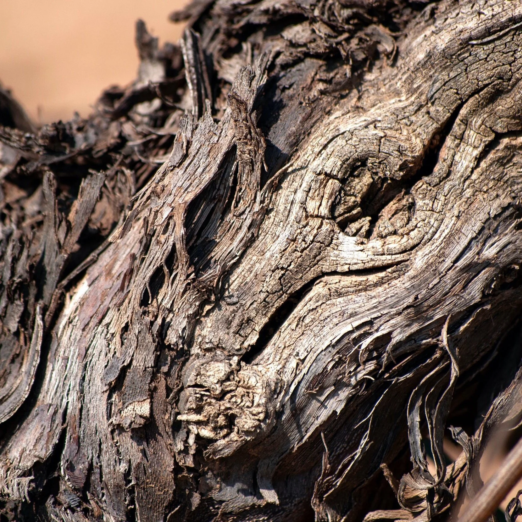 The First Old Vine Conference