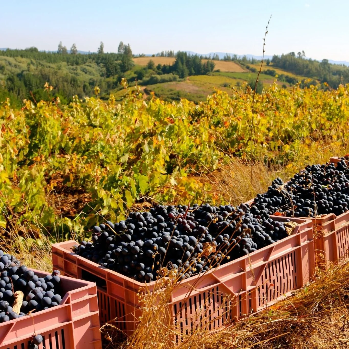 South America’s Treasure Trove of Old Vines &amp; Unique Wines