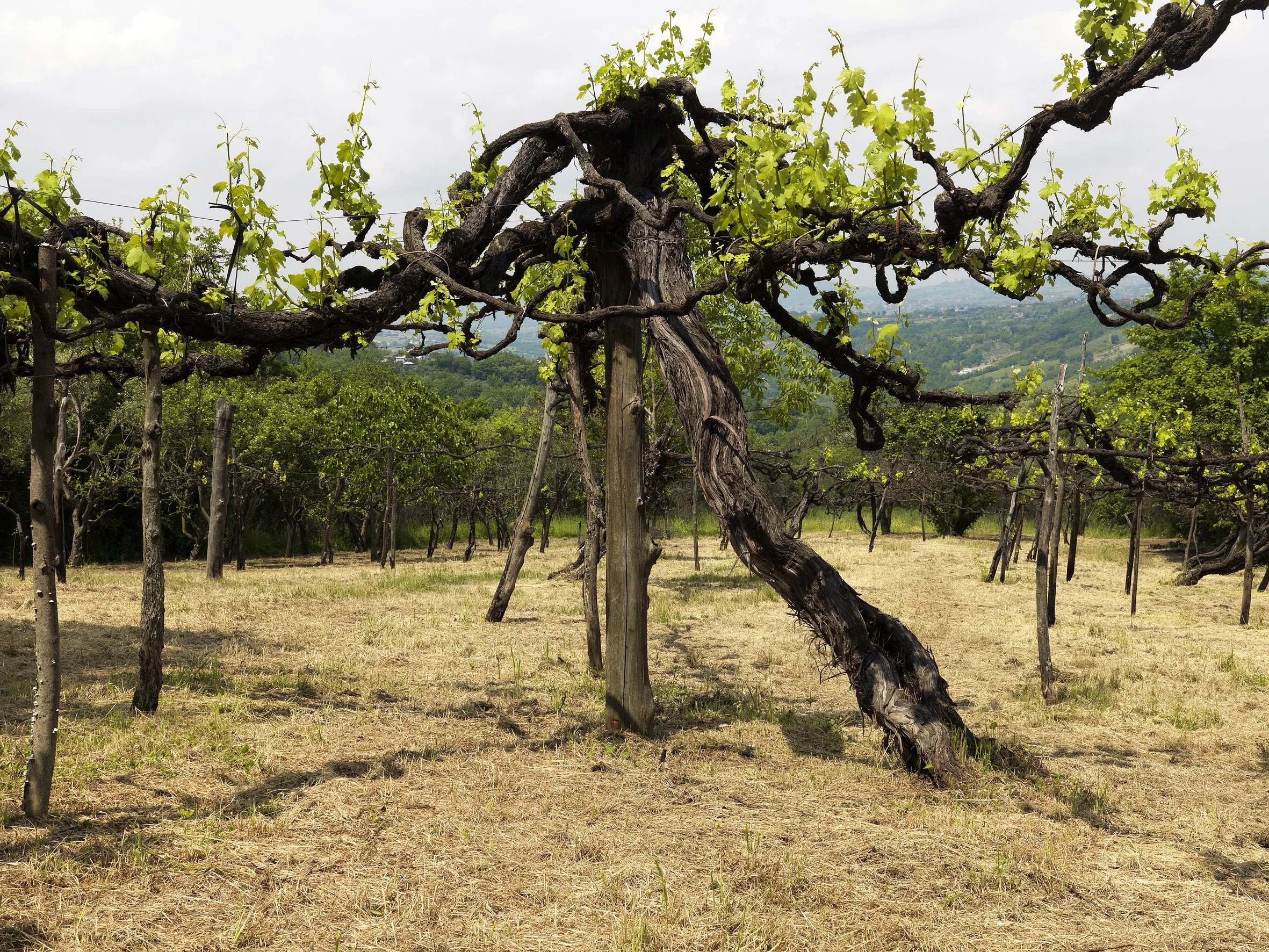 Feudi de San Gregorio: it's about so much more than old vine wine