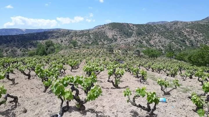 Heritage Vines of Turkey