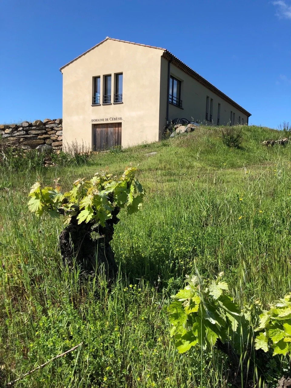 What does it take to produce old vine wines?