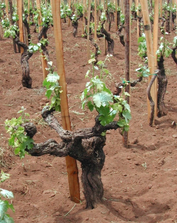 The past, present and future of old vines
