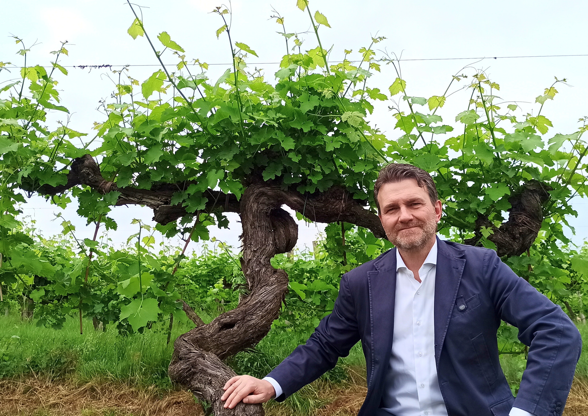 The ancient vines of Villa Bogdano 1880