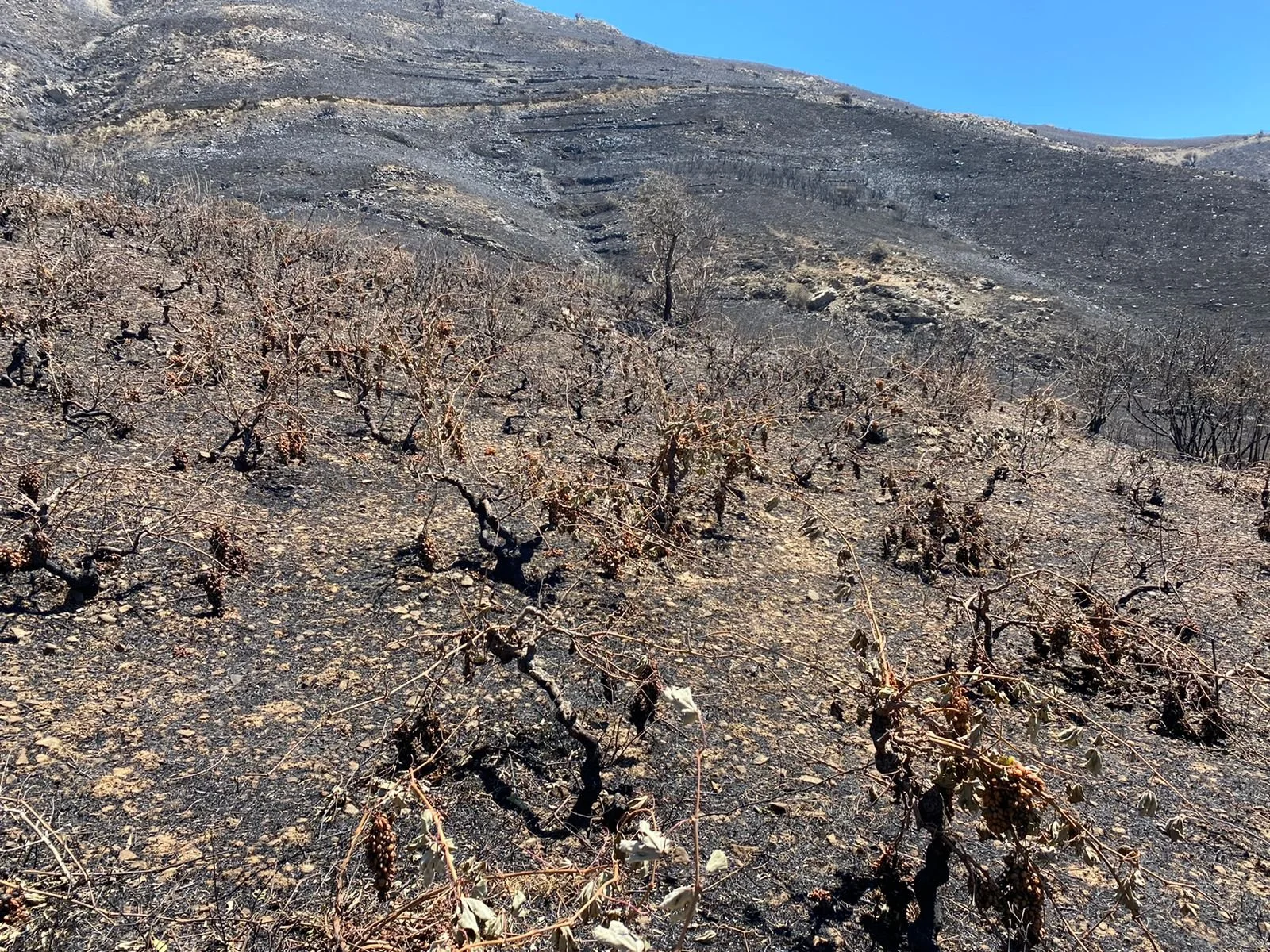 Cry for help for Melambes, Crete