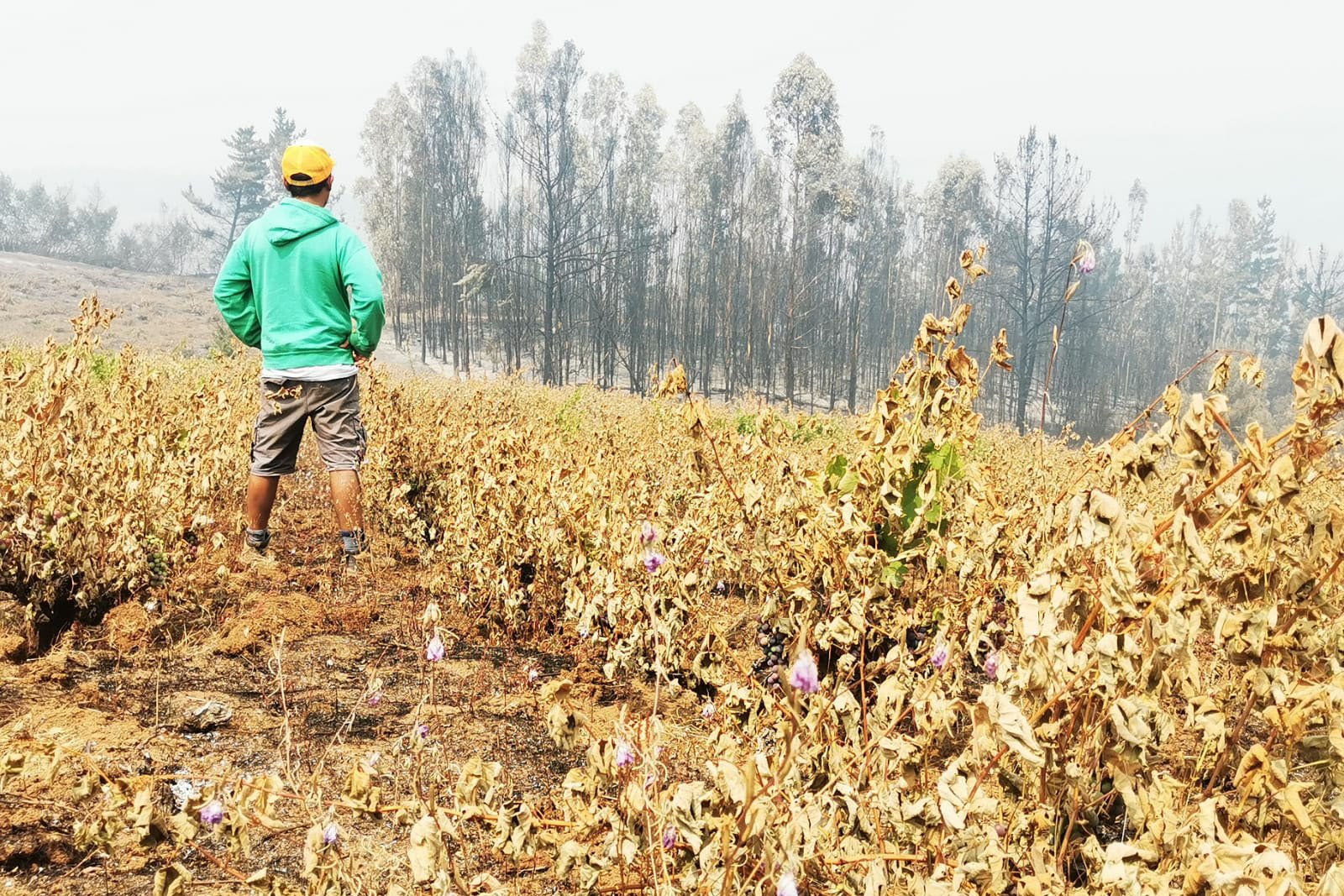 Burning Questions for Old Vines in Chile