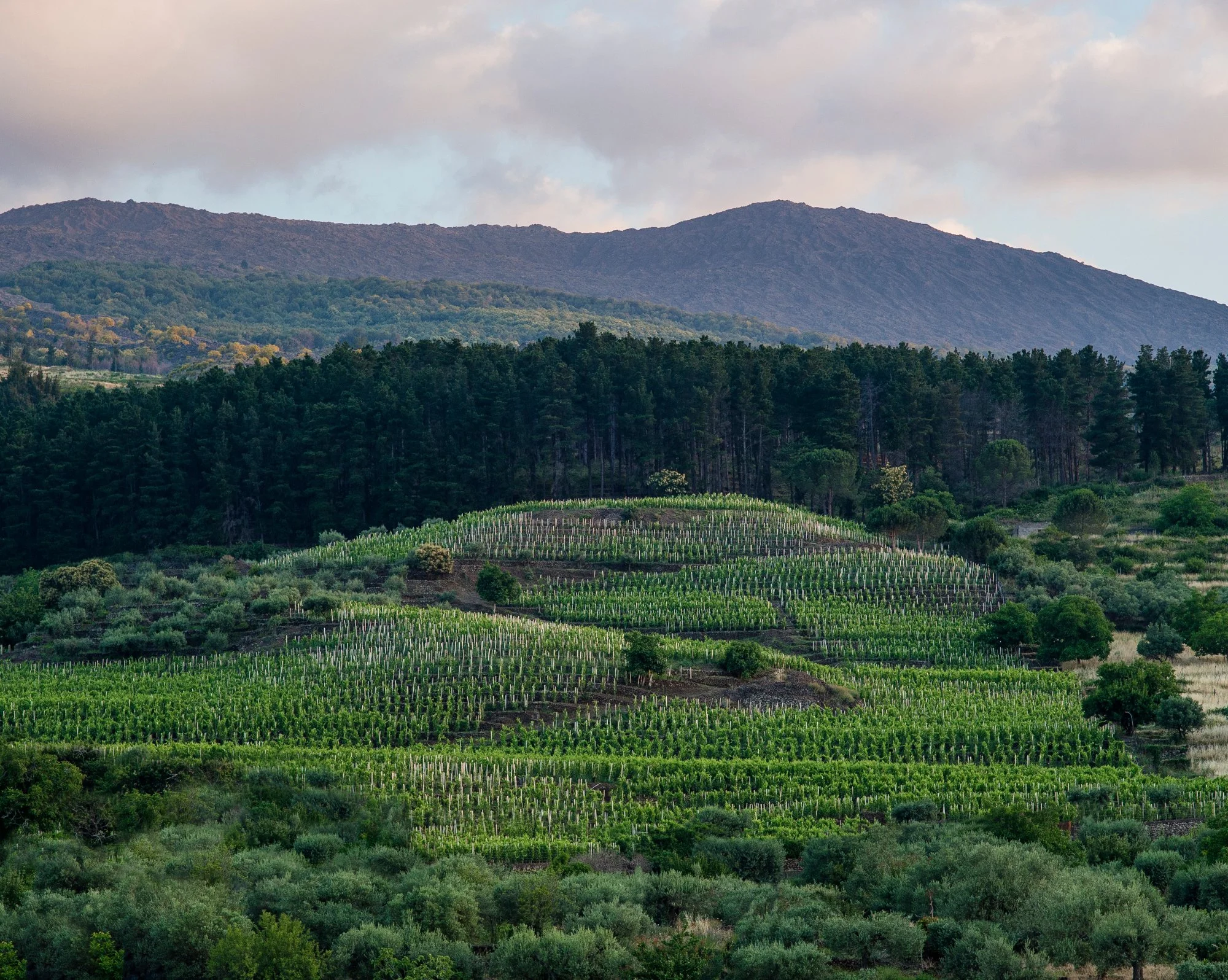 Cusumano Alta Mora Estate, Etna, Sicily