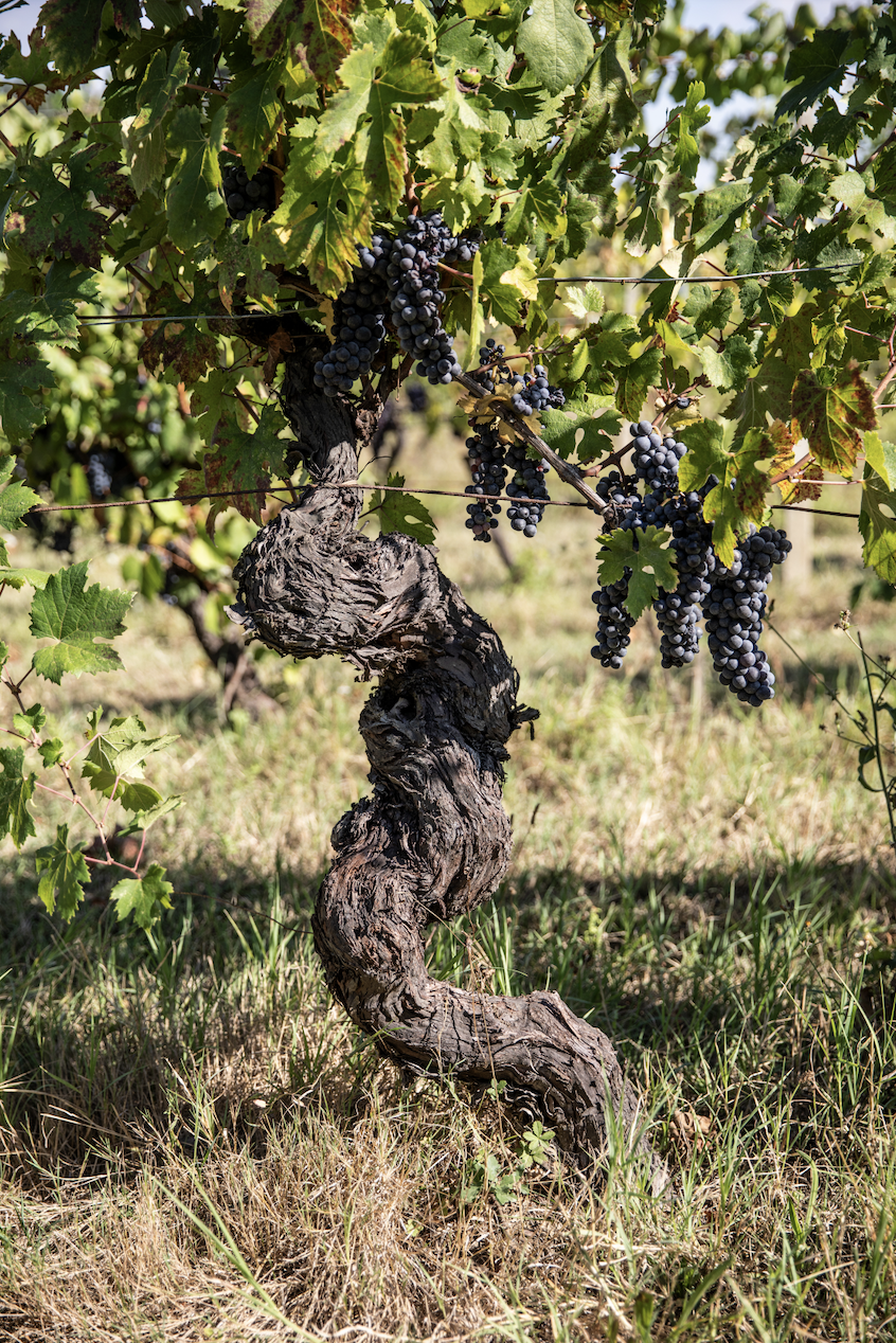 Fattoria Fibbiano, Tuscany, Italy