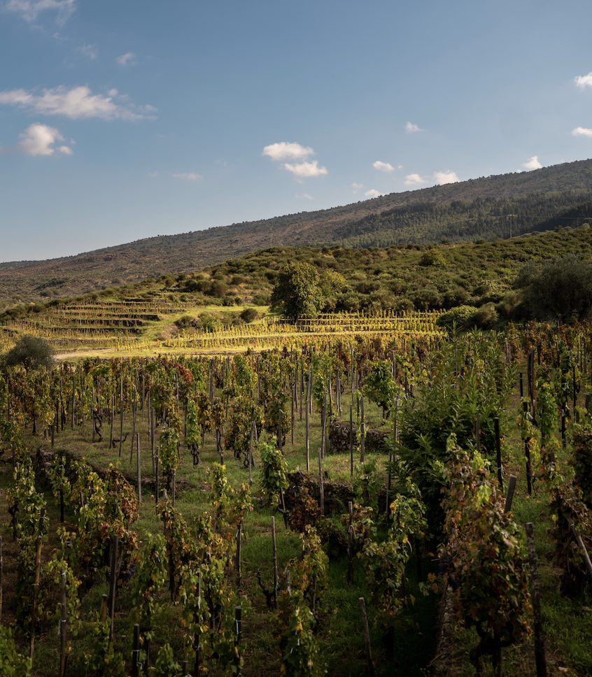 Animaetnea, Etna, Sicily