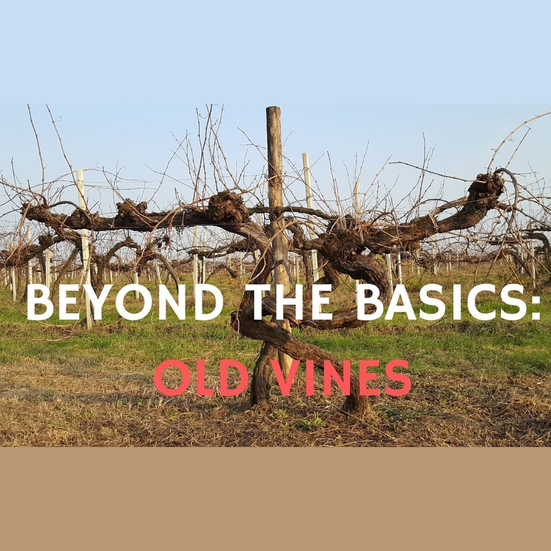 The Old Vine Conference Youtube channel is a growing pool of resources and information, please do subscribe to keep up to date with all the latest uploads including the recording of the &lsquo;Beyond the basics: Old Vines&rsquo; webinar hosted by @Sa