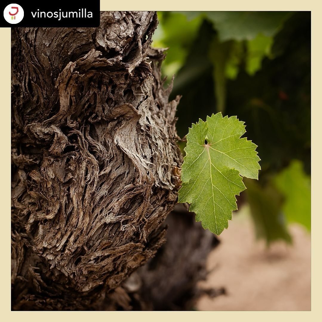On the 22-24th April we will be travelling to Jumilla with a group of wine trade, media and educators for the next Old Vine Conference field-trip: Soils for Survival.

This three-day discovery field-trip will explore how the unique soil types of Jumi