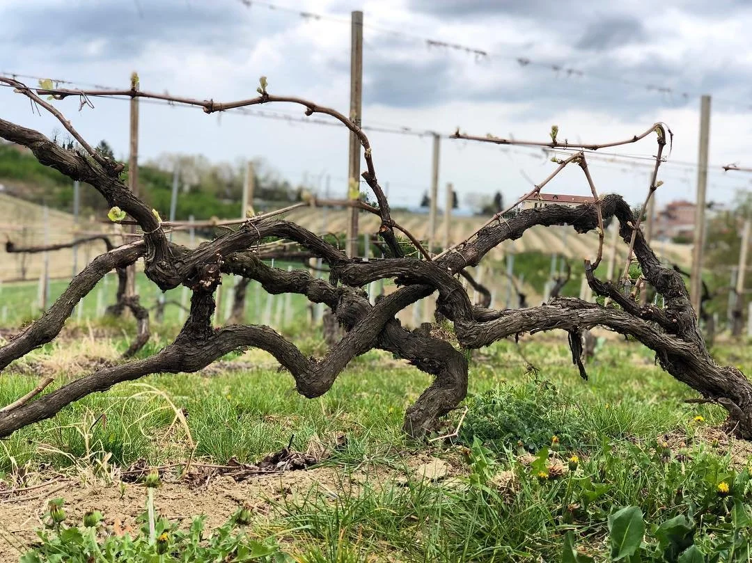 G.D. Vajra, Barolo, Piedmont, Italy