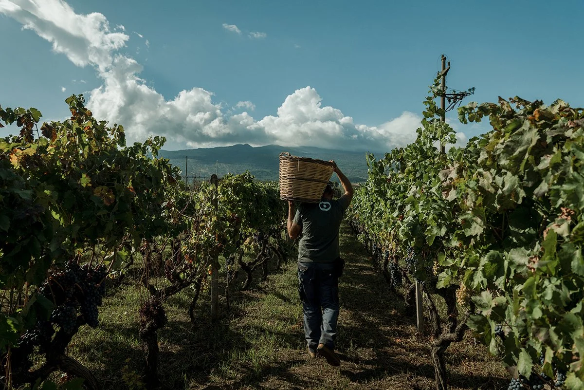 Tenute dei Ciclopi, Etna, Sicily