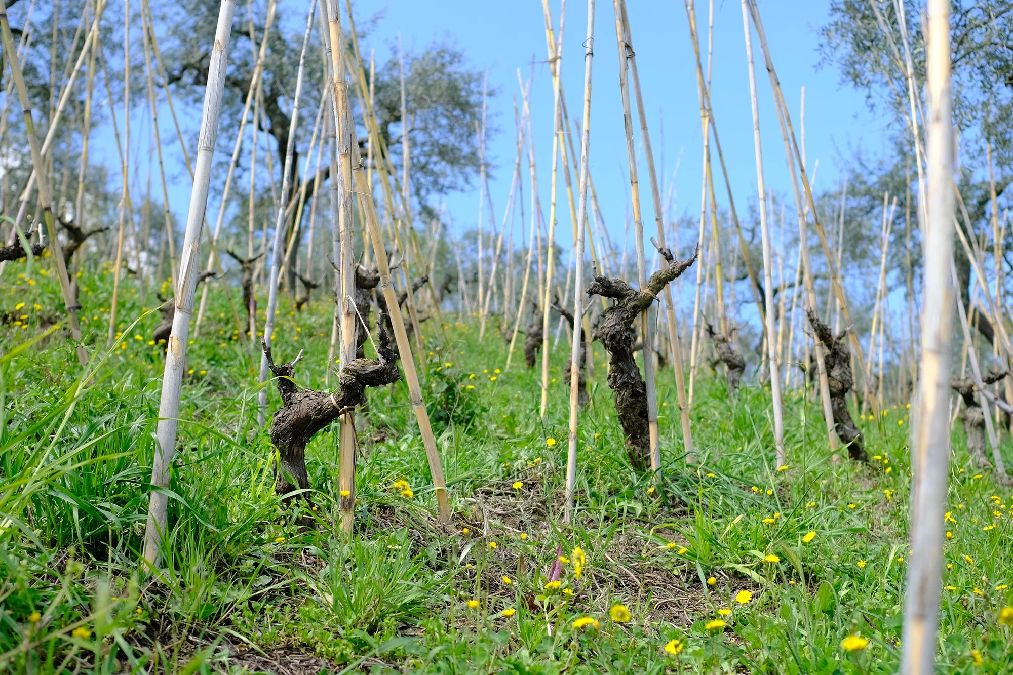 Basilisco Winery, Basilicata, Italy