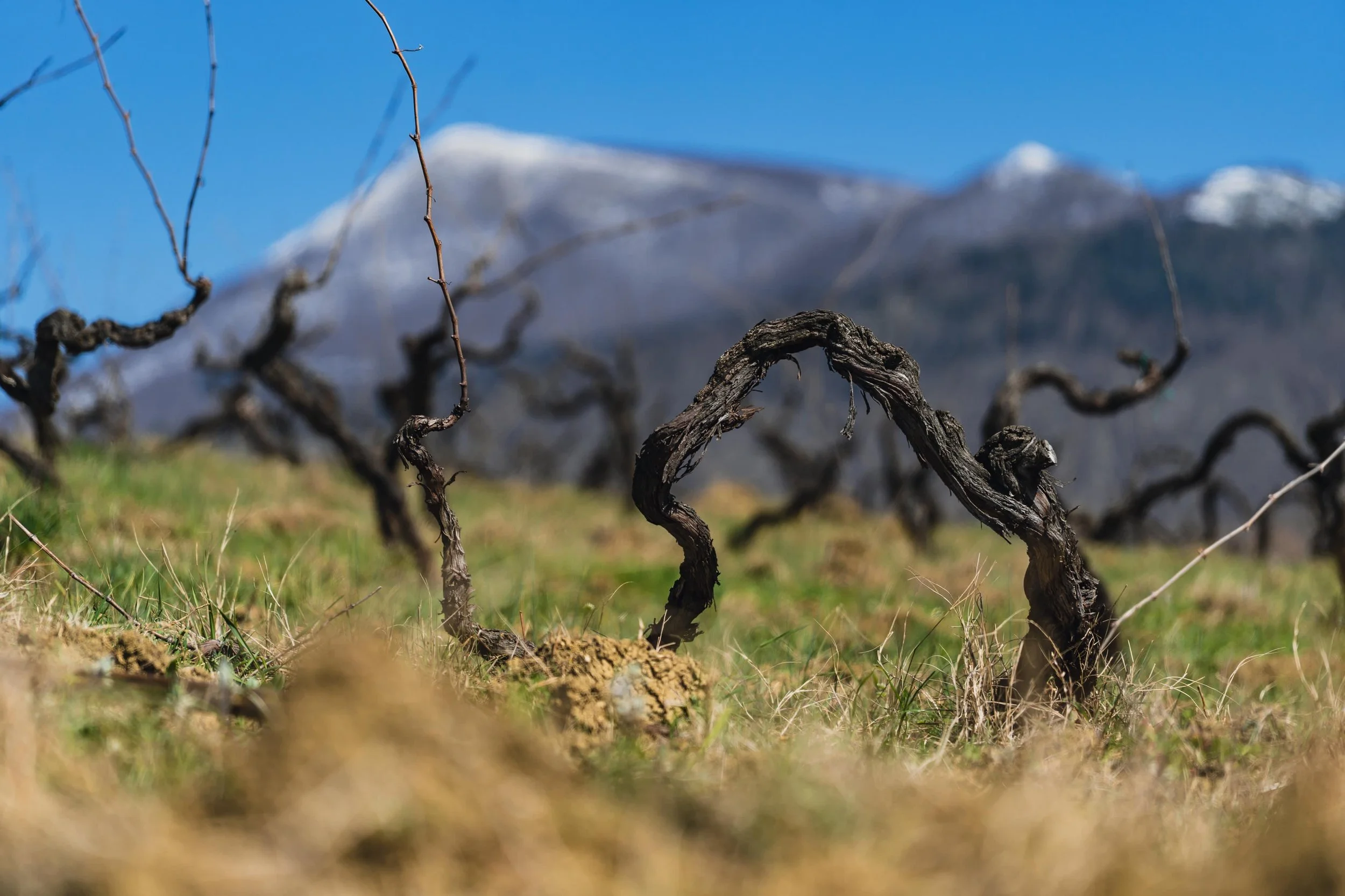 IANAI, Marche, Italy