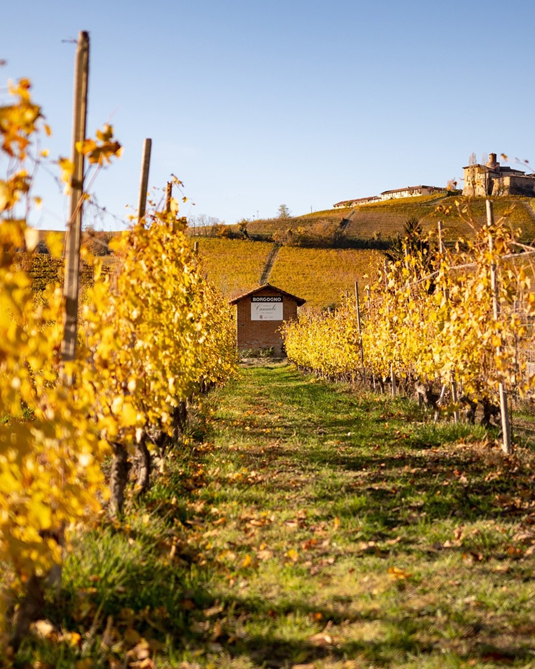 Welcome to the Old Vine Conference, @borgogno1761 

Since 1761, Giacomo Borgogno has stood at the heart of Barolo&rsquo;s history&mdash;producing wines rooted in tradition, with a bold eye toward the future. 

Today, its most treasured legacy lies in
