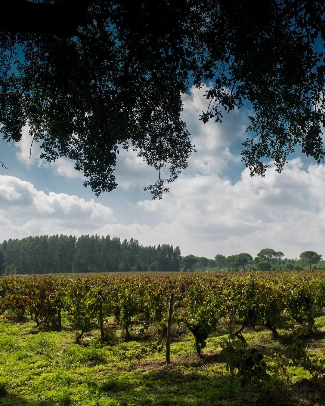 Welcome to the Old Vine Conference, @herdadedeespirra 

Just 50 km south of Lisbon, Herdade da Espirra is home to a historic estate where old vines and traditional practices define its unique identity, century-old. With many vines over 80 years old, 