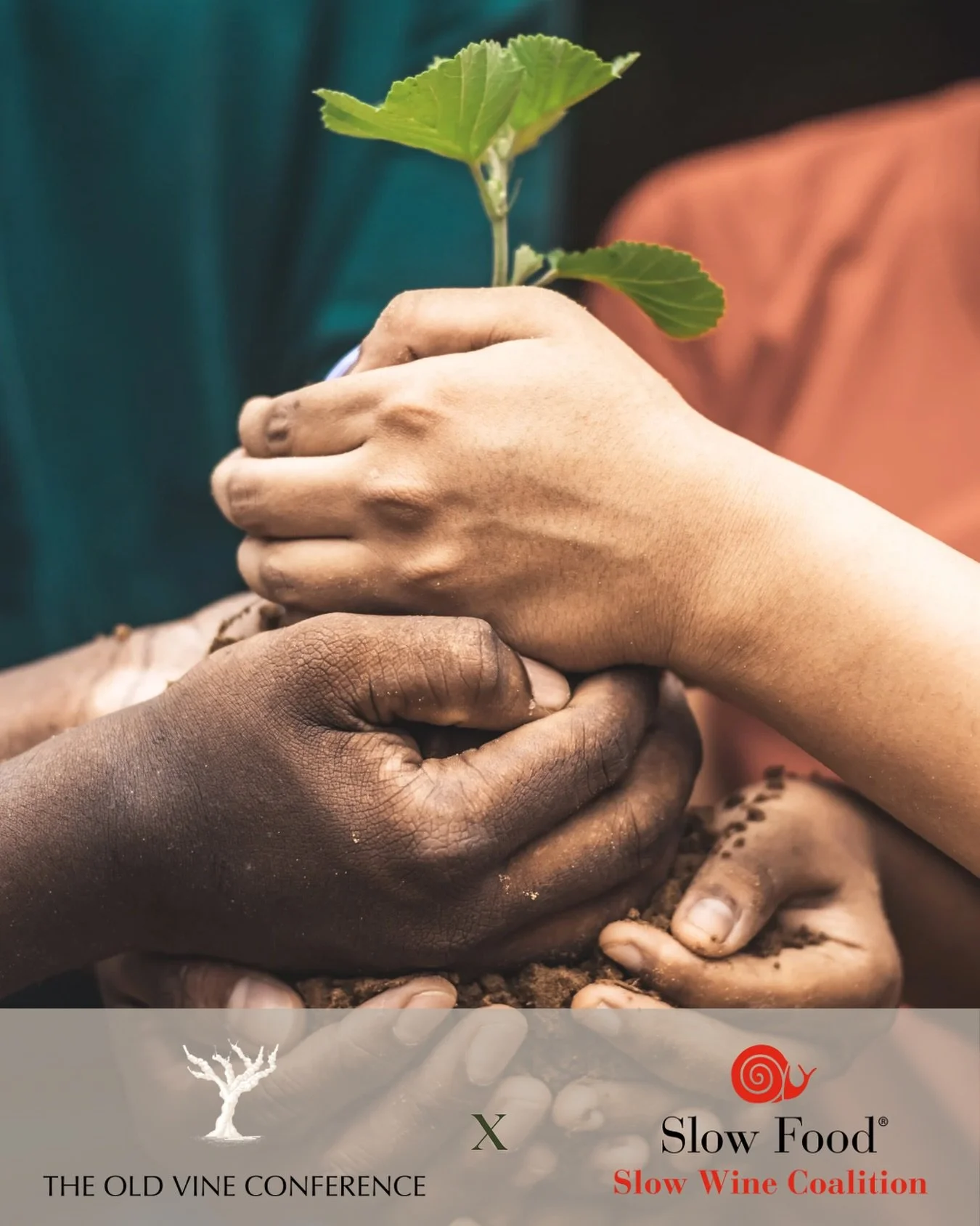 We are happy to welcome the Slow Wine Coalition as a new collaborator of The Old Vine Conference.
Rooted in the philosophy of Slow Food, the Slow Wine Coalition is an international network of producers, professionals, and enthusiasts committed to a w