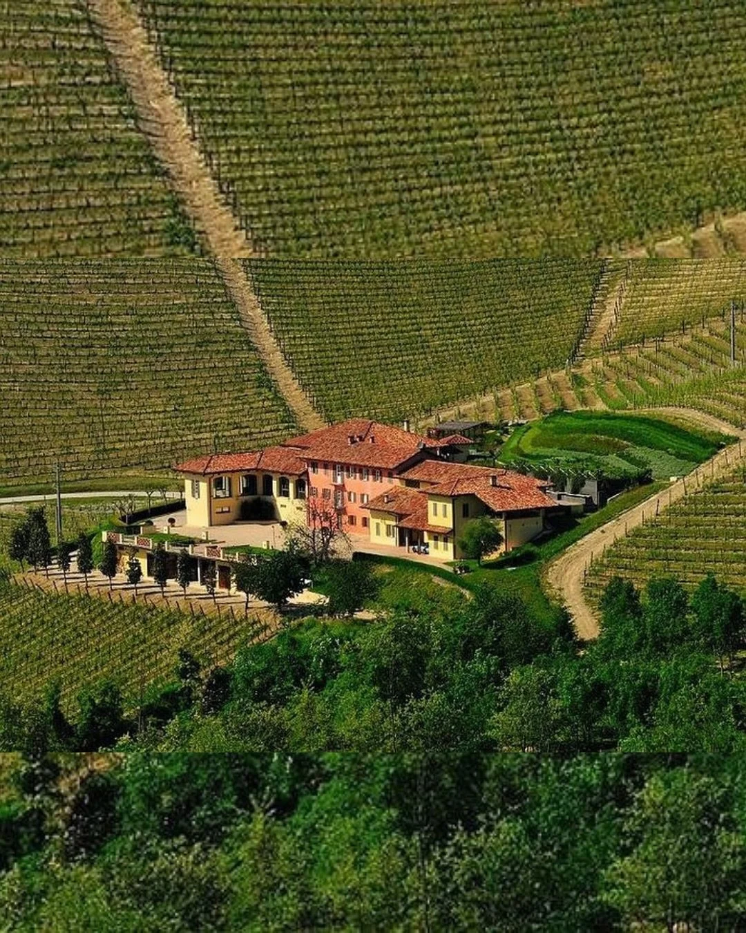 Welcome to the OVC family @marchesidigresy 🍇

The Tenute Cisa Asinari dei Marchesi di Gr&eacute;sy, owned by the di Gr&eacute;sy family since 1797, stands as a beacon of Barbaresco&rsquo;s viticultural heritage. 
The family&rsquo;s Monte Aribaldo es