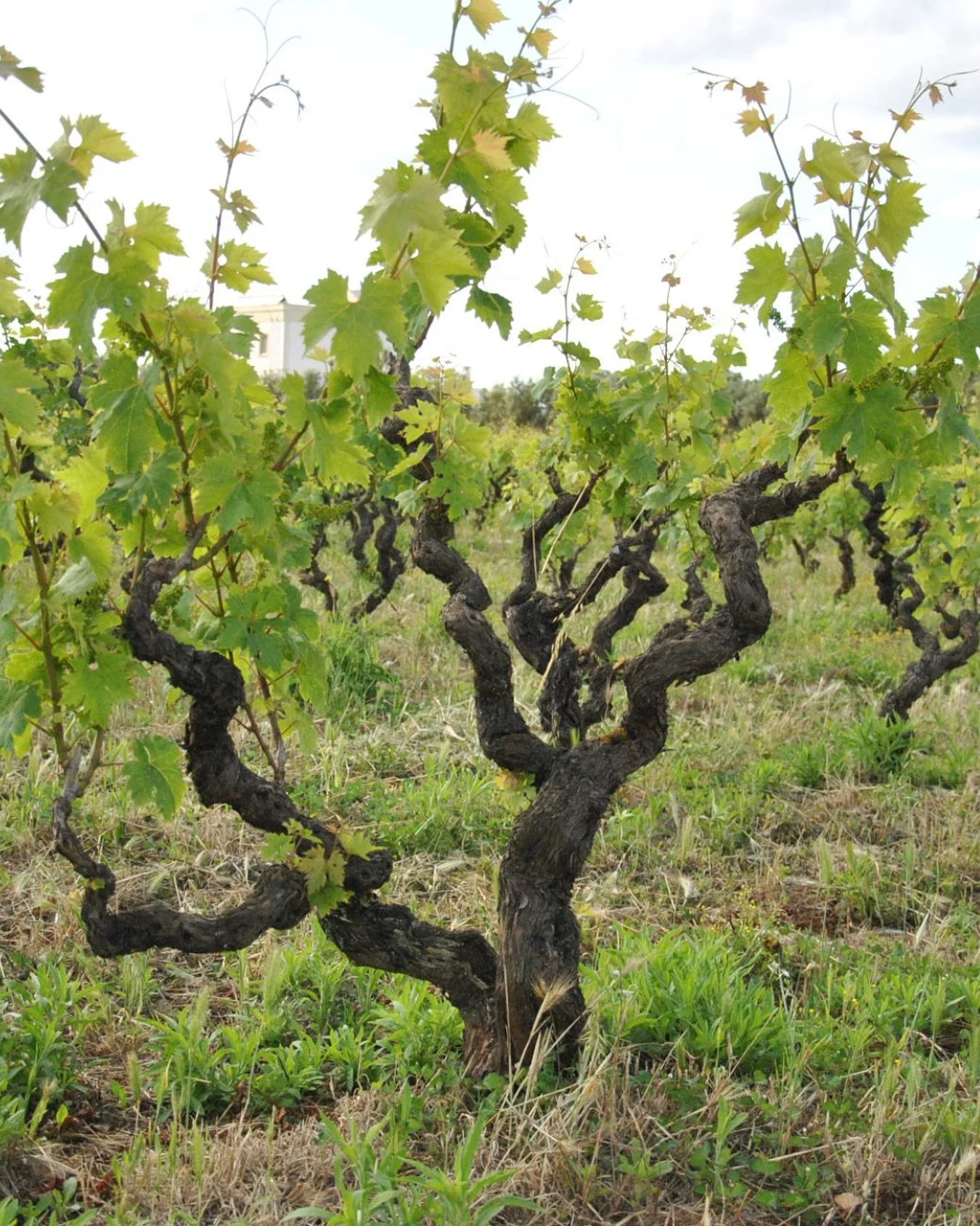 🌿 Bringing the global old vine movement together &mdash; in person.

This year&rsquo;s Old Vine Conference will unite 35 specialist speakers from across 10 countries, including:

🍷 Masters of Wine
🌱 Leading viticulturists &amp; winemakers
📚 Acade
