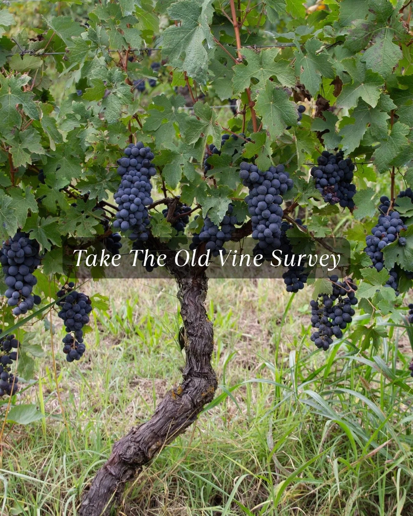 In preparation for one of our session at our annual conference next month we&rsquo;re gathering global insights on the role of old vines in today&rsquo;s wine world &mdash; and we want your perspective. 

Whether you&rsquo;re a grower, winemaker, dis