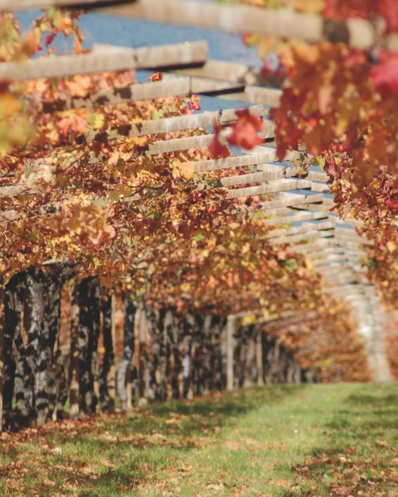 A truly global gathering.

The 2025 Old Vine Conference brings together voices from South Africa, Argentina, Portugal, Spain, Italy, the U.S., Chile and beyond &mdash; all united by one mission: To preserve and champion the world&rsquo;s old vines.

