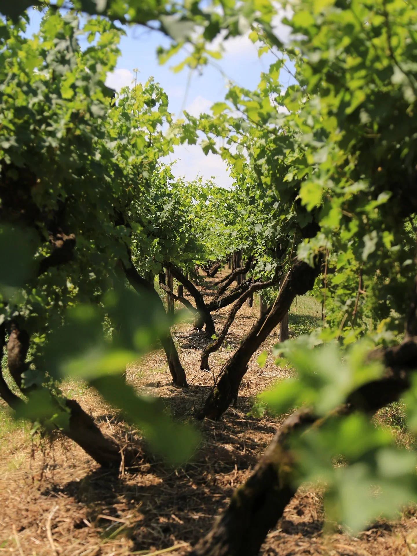 🌱Old vineyards are so much more than romantic relics - they&rsquo;re living ecosystems. 
Across the world, dedicated guardians of old vines are working to protect and enhance the natural biodiversity in and around these historic sites, supporting ha