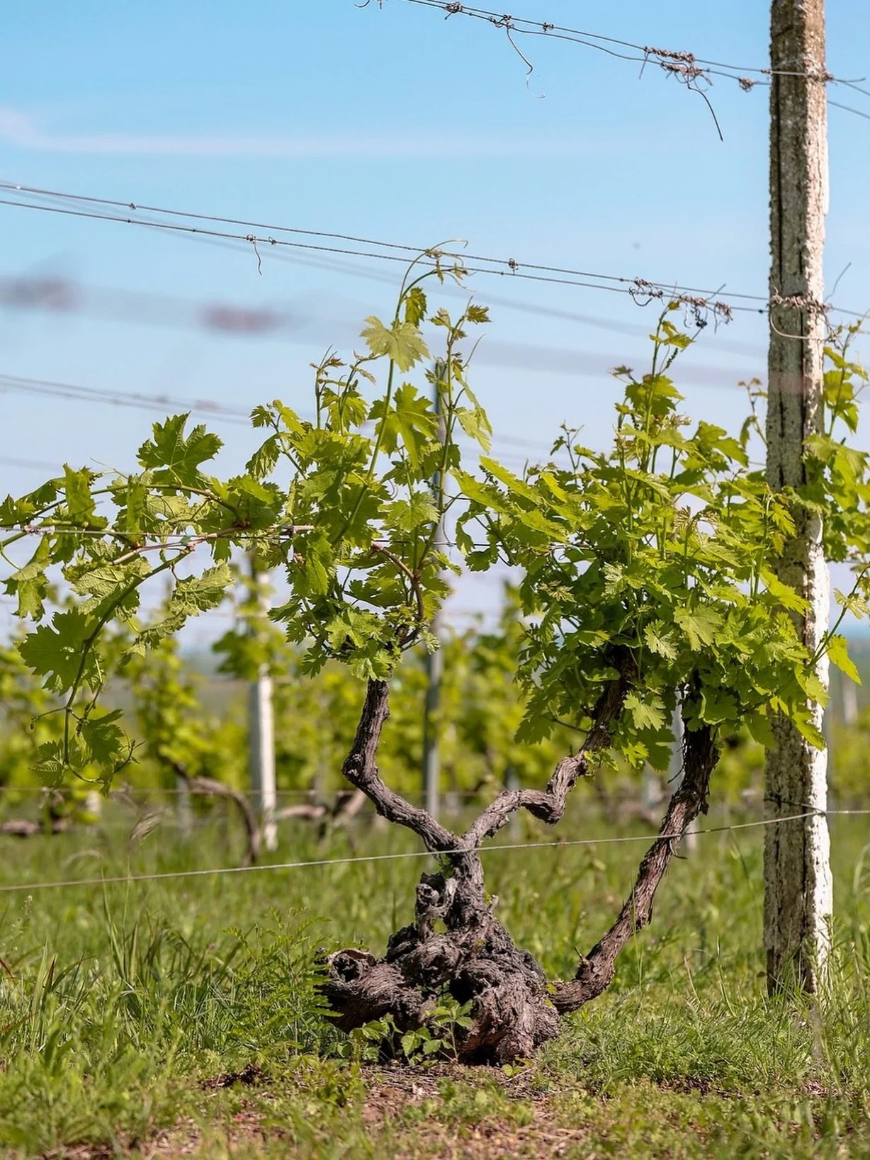 The Old Vine Conference 2025 is called a Meeting of the Minds for a reason!!

From Jancis Robinson MW to Rosa Kruger, from Dr Laura Catena to Jos&eacute; Ignacio Gracia Lopez &mdash; this year&rsquo;s speaker list is packed with brilliant minds who a