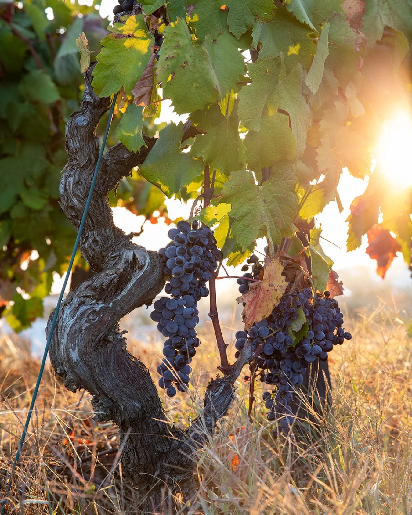 🎟️ Join us for the Old Vine Conference 2025, 31st October - 4th November! 

Whether you&rsquo;re in the area or online, we&rsquo;ll make sure you don&rsquo;t miss the conversation. Last few tickets to attend in-person are available and registration 